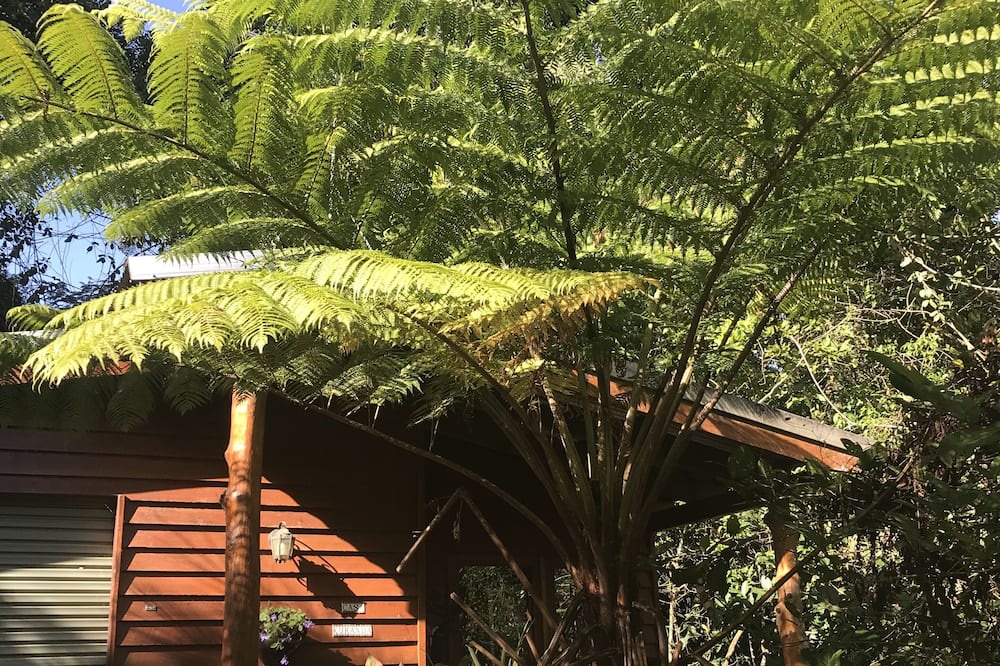 Photo of Outdoor in Kuranda