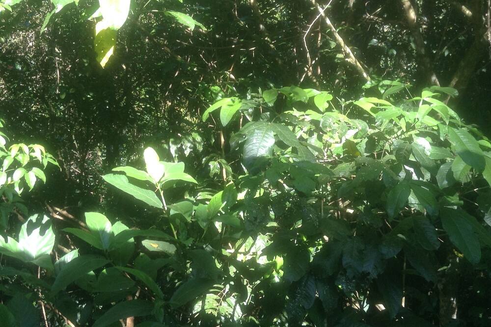 Photo of Outdoor in Kuranda