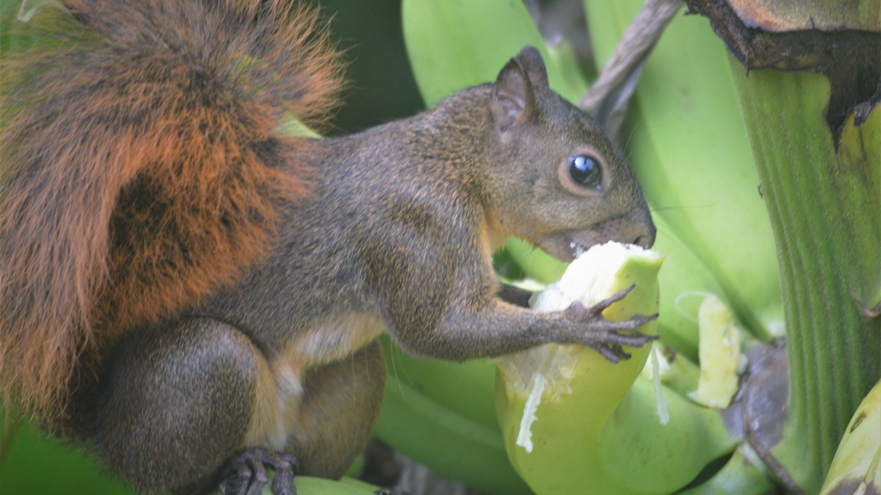 Photo of Others in Cabo Matapalo