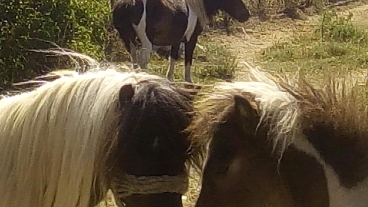 Photo of Outdoor in Karystos