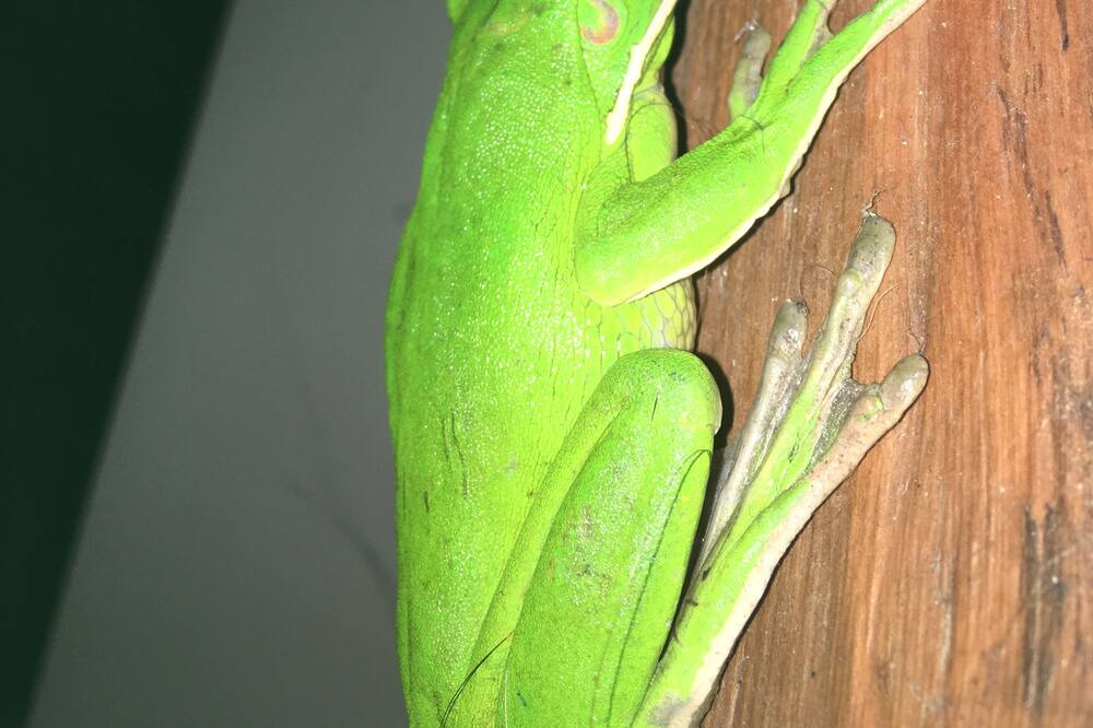 Photo of Others in Daintree
