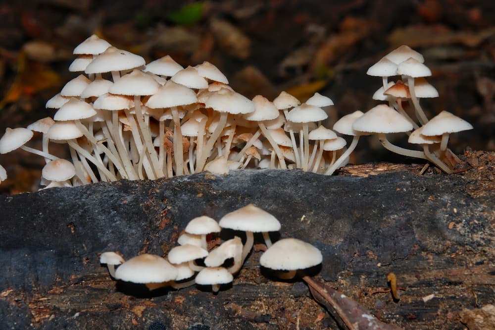 Photo of Outdoor in Daintree