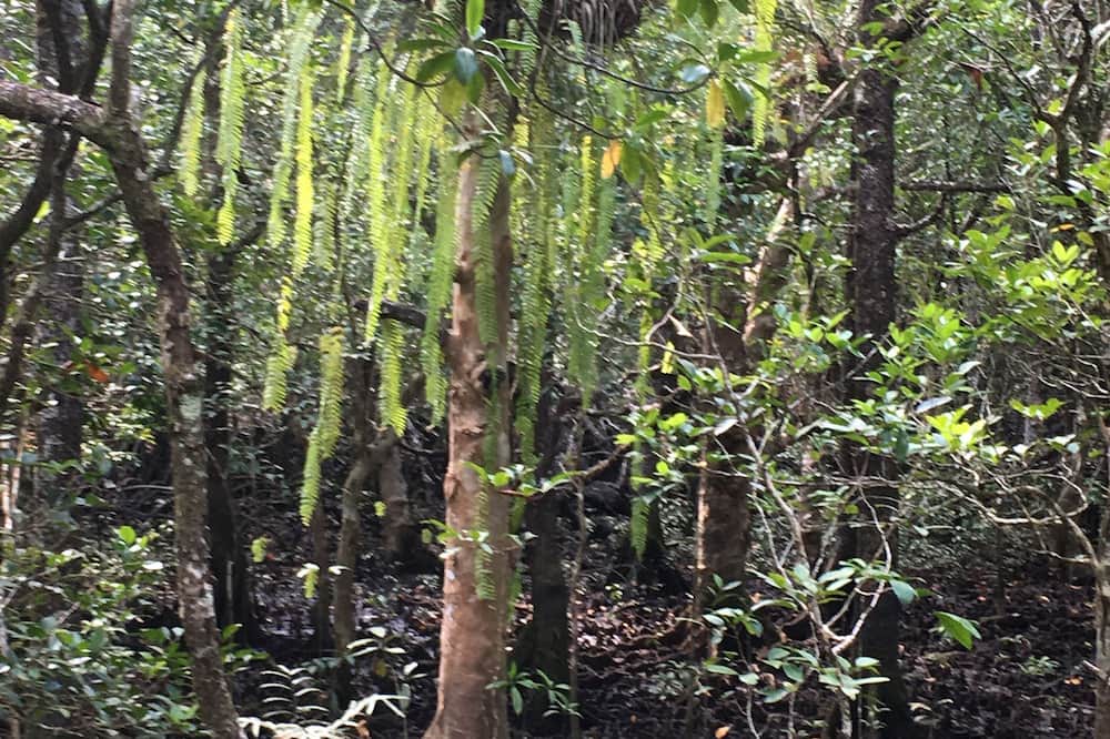 Photo of Outdoor in Daintree