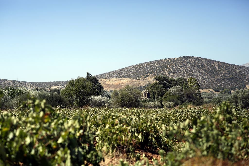 Photo of Others in Saronikos