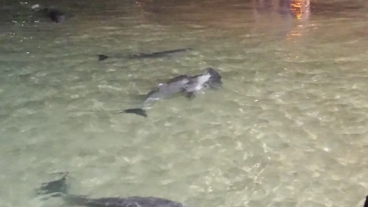 Photo of Others in Brisbane Waterfront