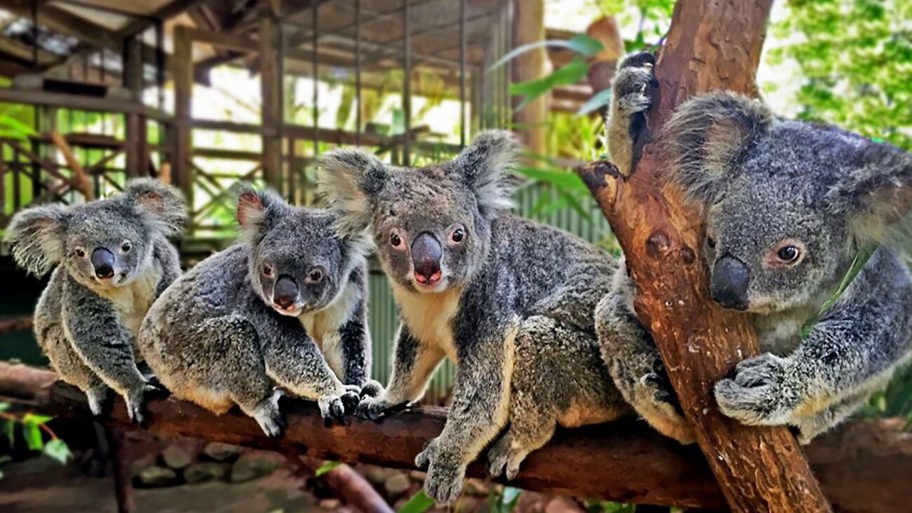 Photo of Outdoor in Palm Cove