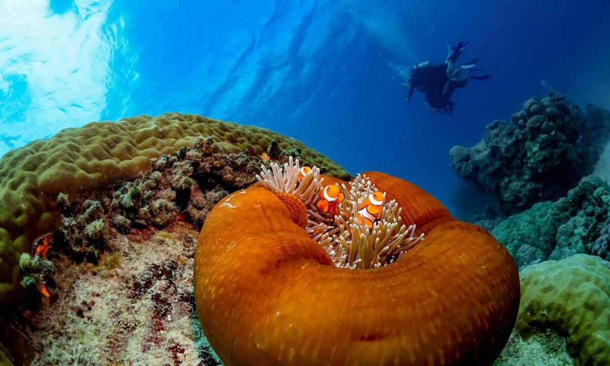 Photo of Others in Palm Cove