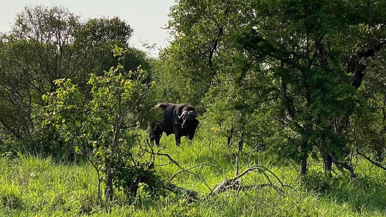 Photo of Others in Kruger National Park