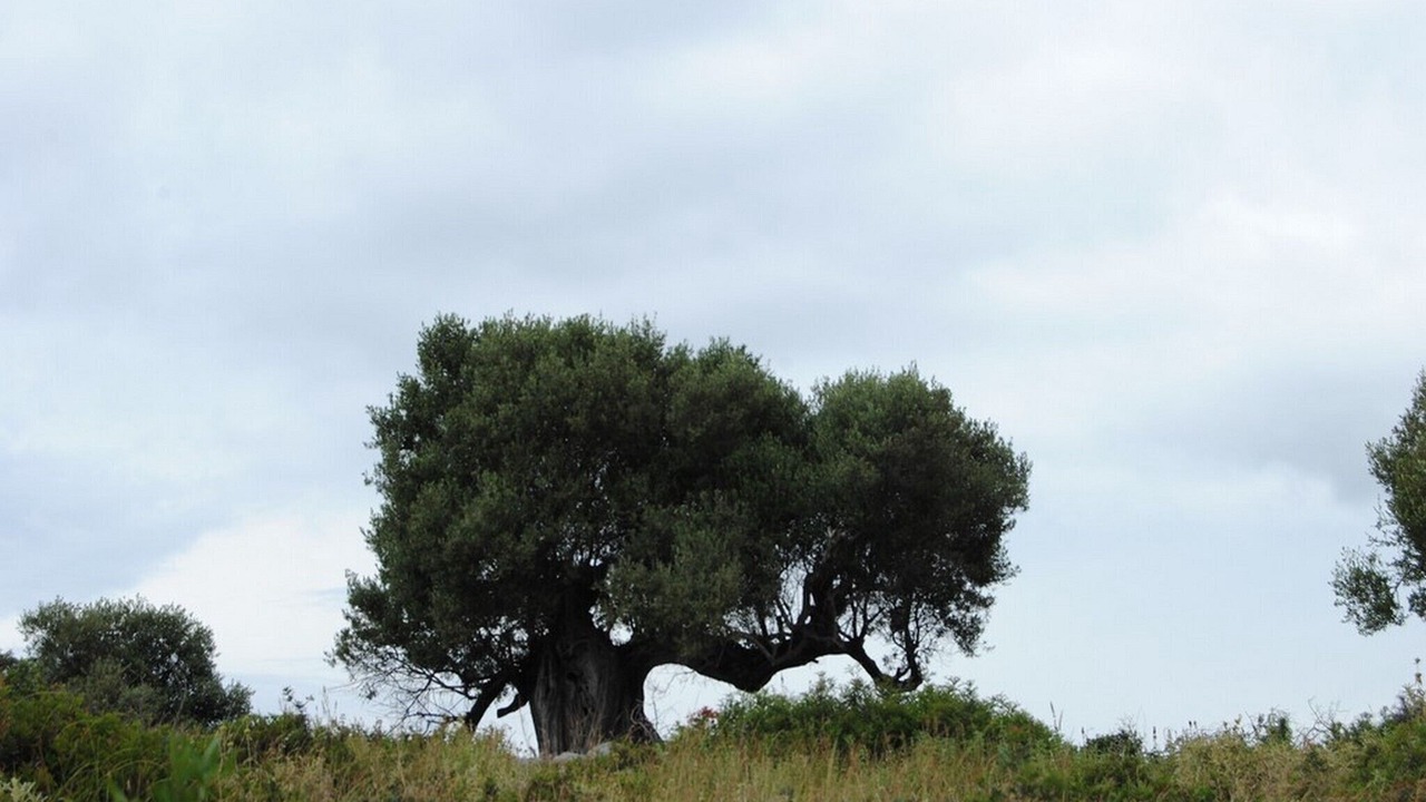 Photo of Outdoor in Kastos Island
