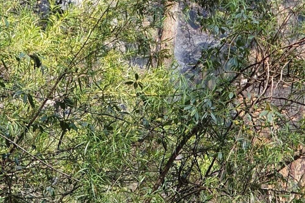 Photo of Outdoor in Springbrook