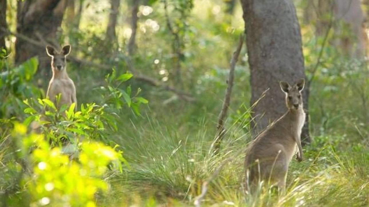 Photo of Outdoor in Noosa North Shore