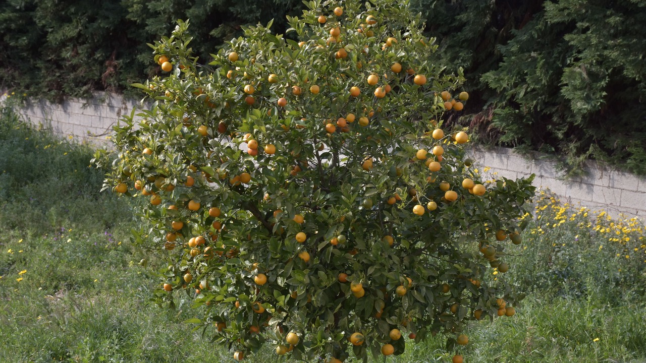 Photo of Outdoor in Markopoulon
