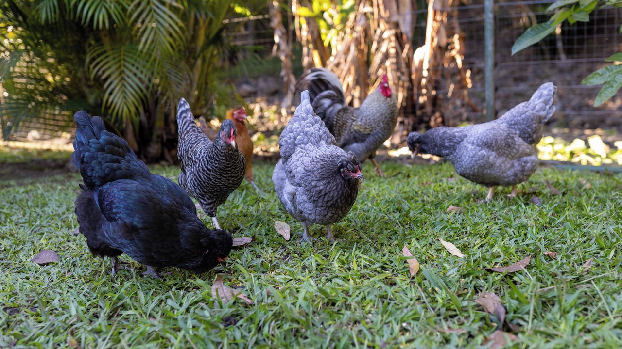 Photo of Others in Tallebudgera Valley