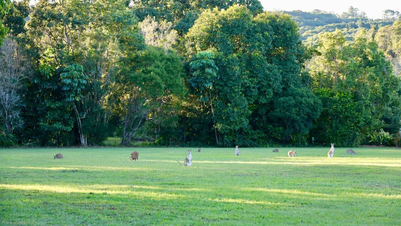Photo of Others in Kuranda