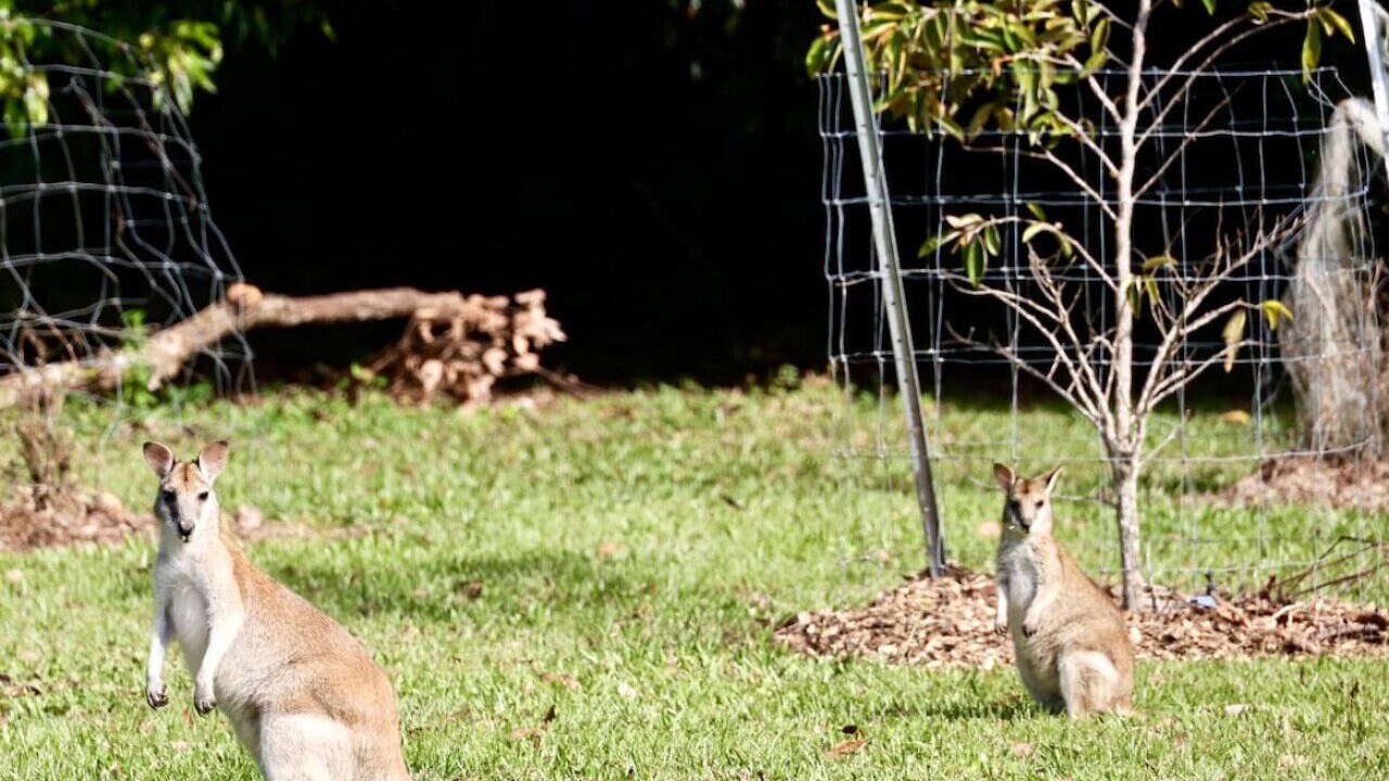 Photo of Outdoor in Kuranda