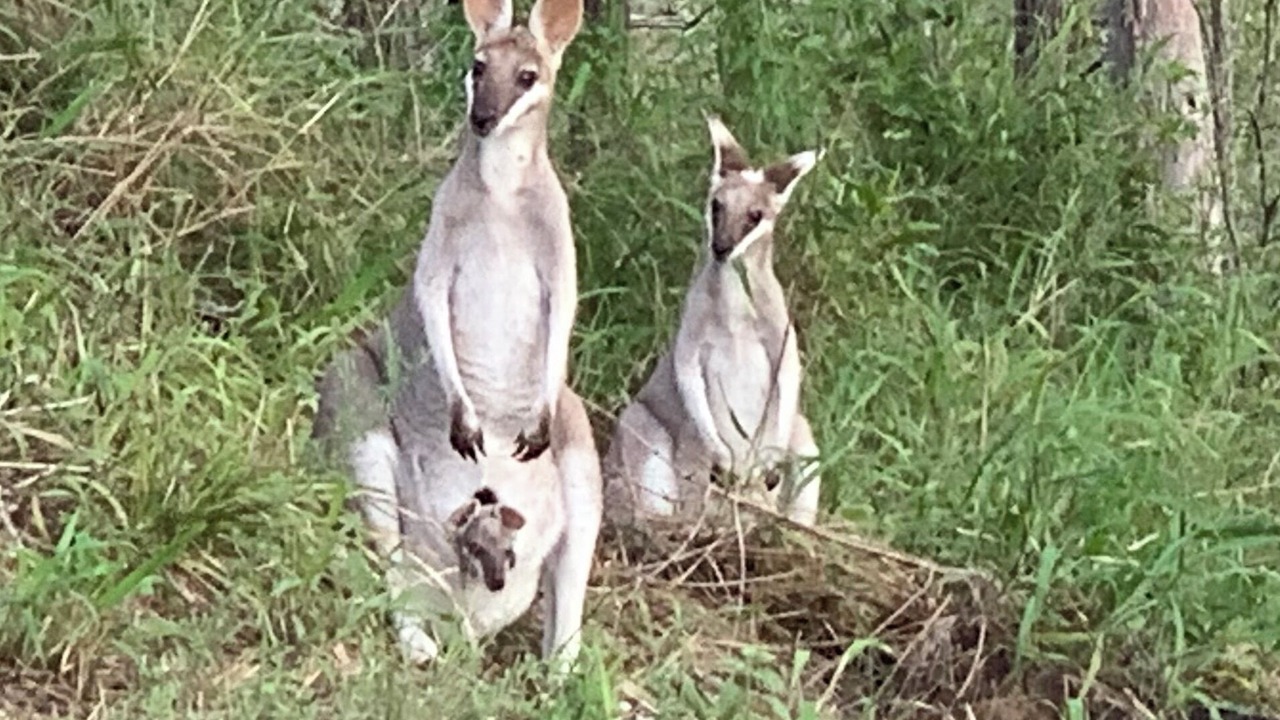 Photo of Others in Kooralbyn