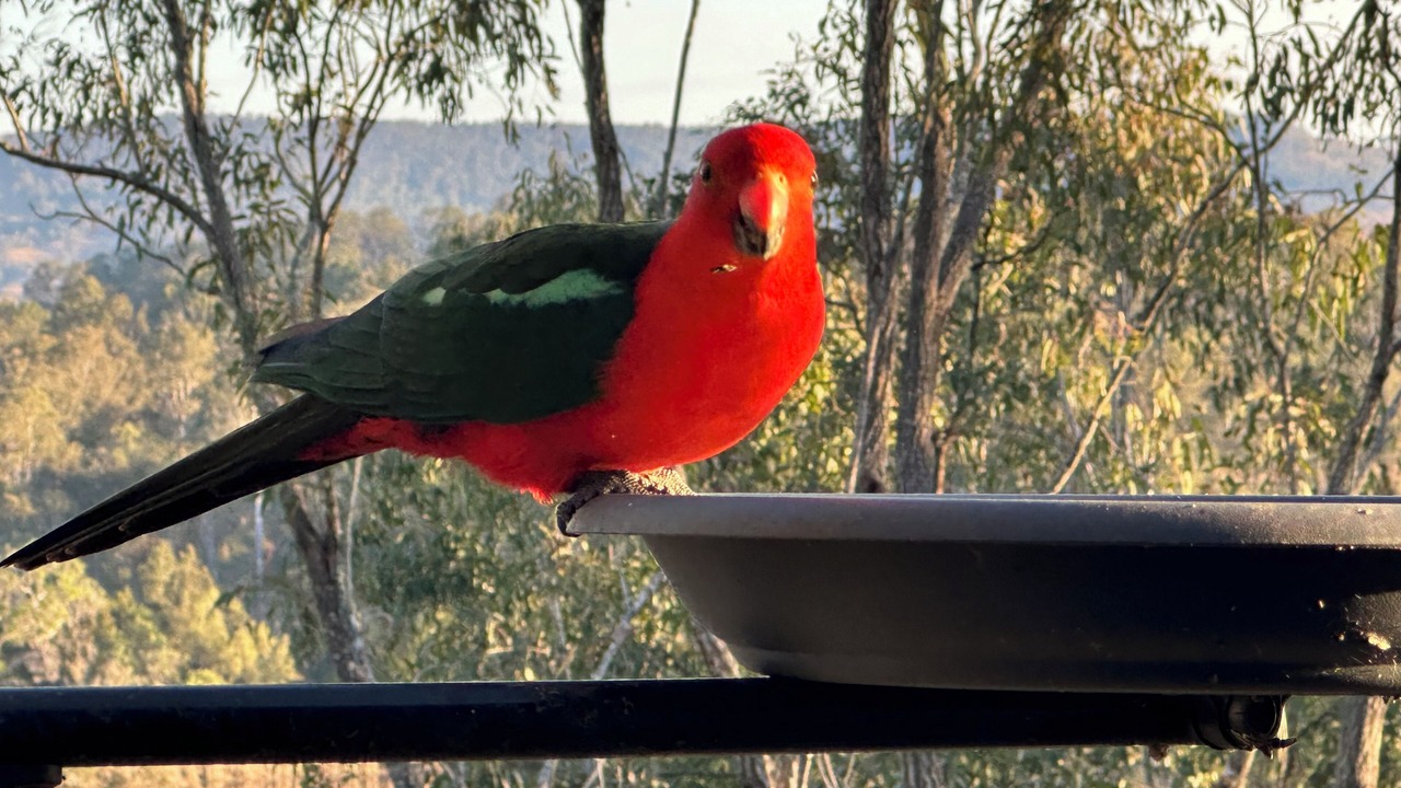 Photo of Others in Kooralbyn