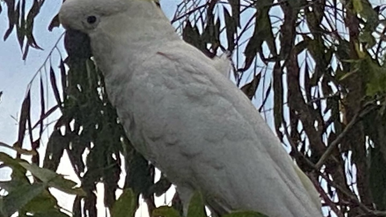 Photo of Outdoor in Kooralbyn