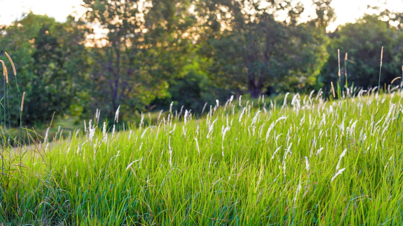Photo of Outdoor in Pinbarren