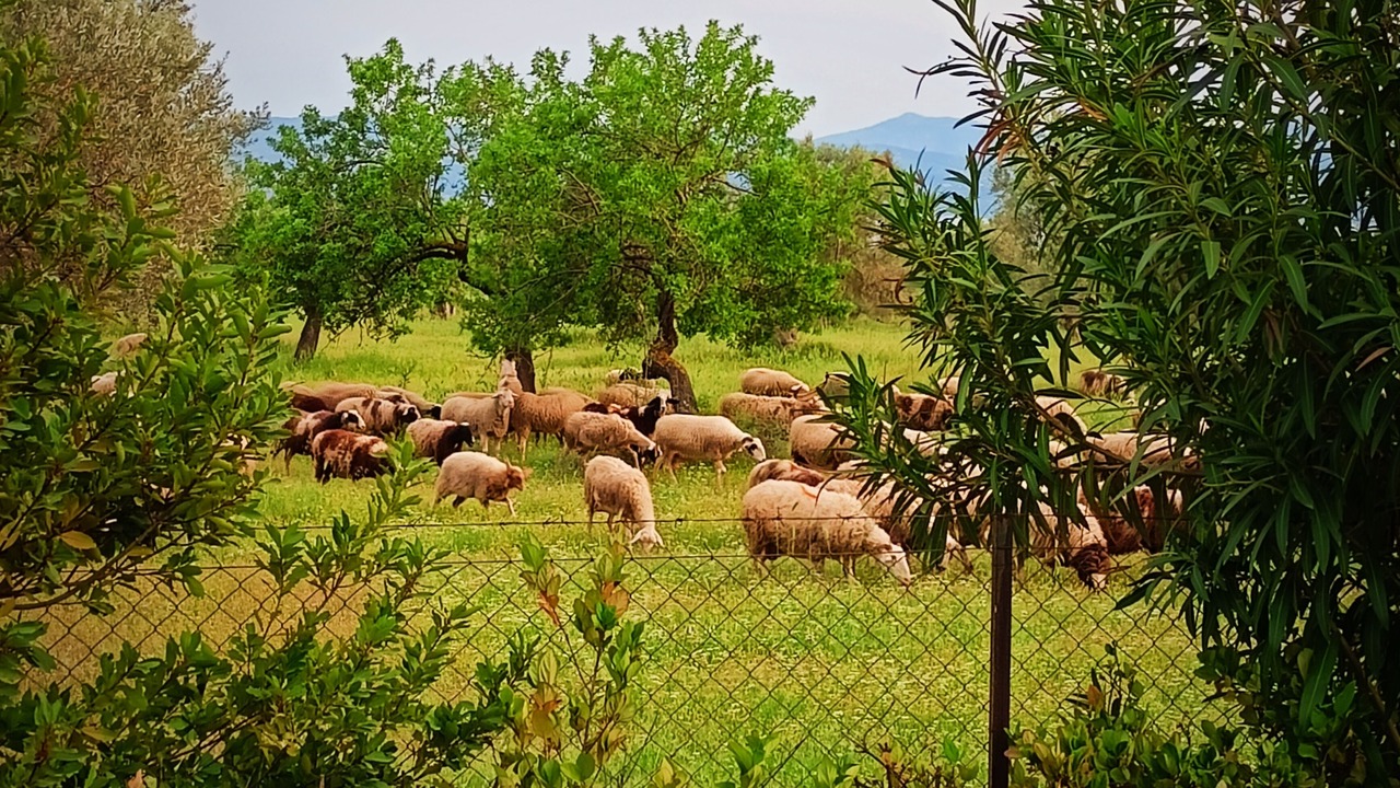 Photo of Outdoor in Eretria