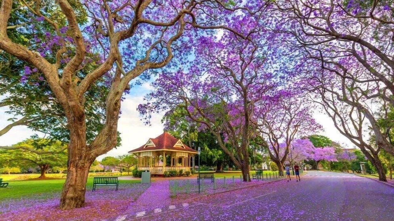 Photo of Outdoor in Carseldine