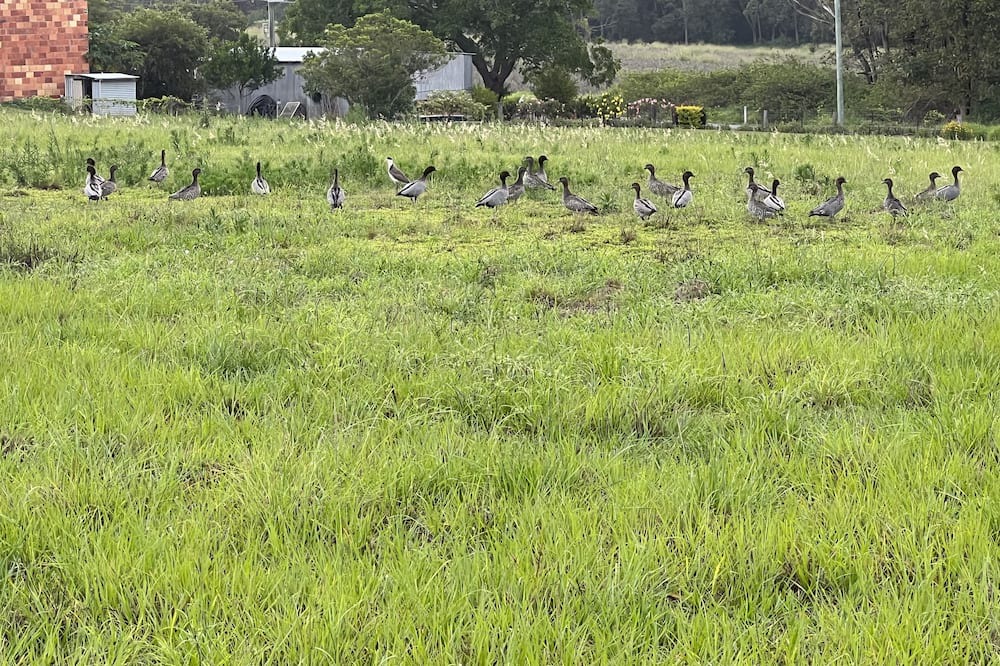 Photo of Others in Glass House Mountains