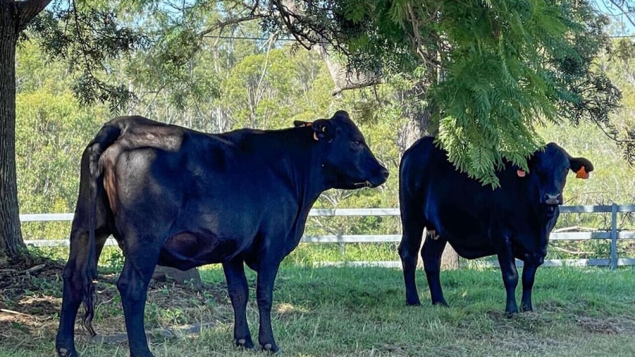 Photo of Outdoor in Tamborine