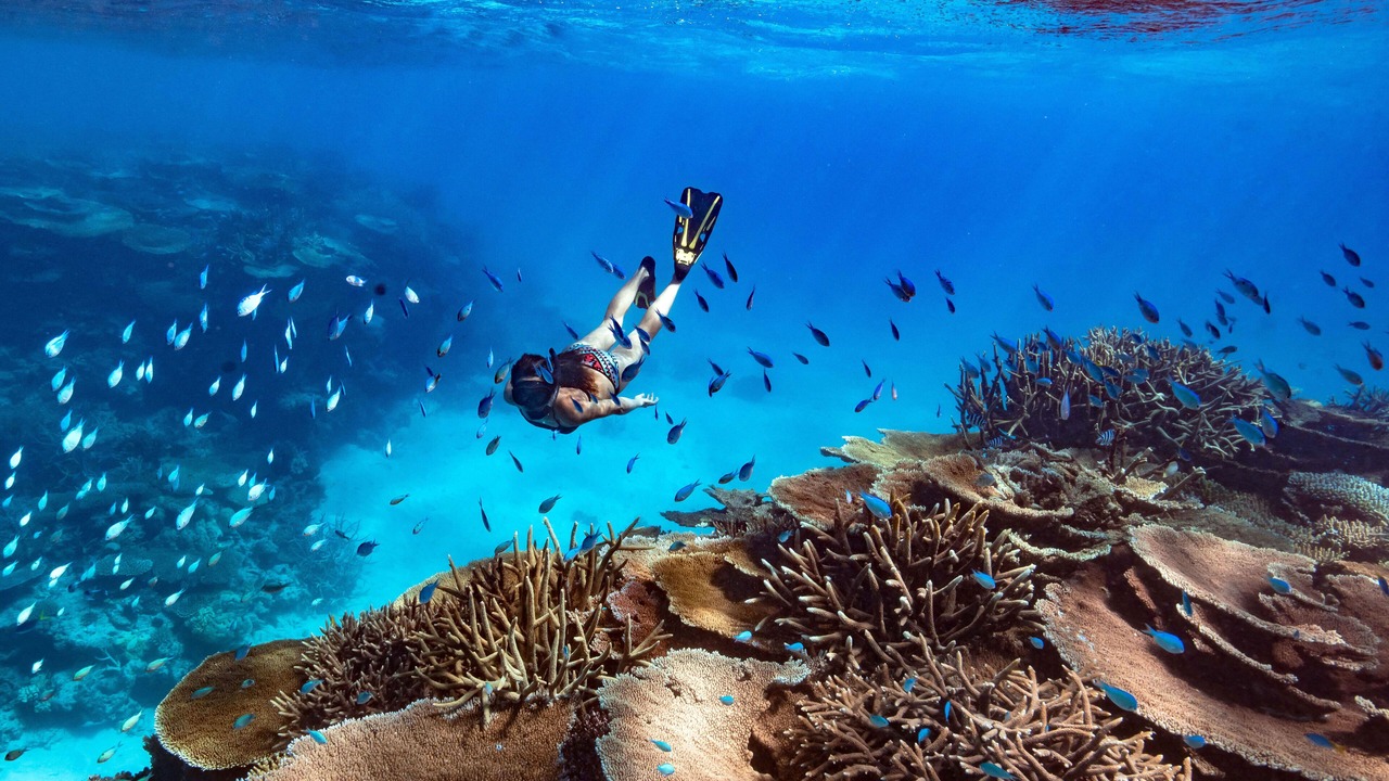 Photo of Others in Orpheus Island