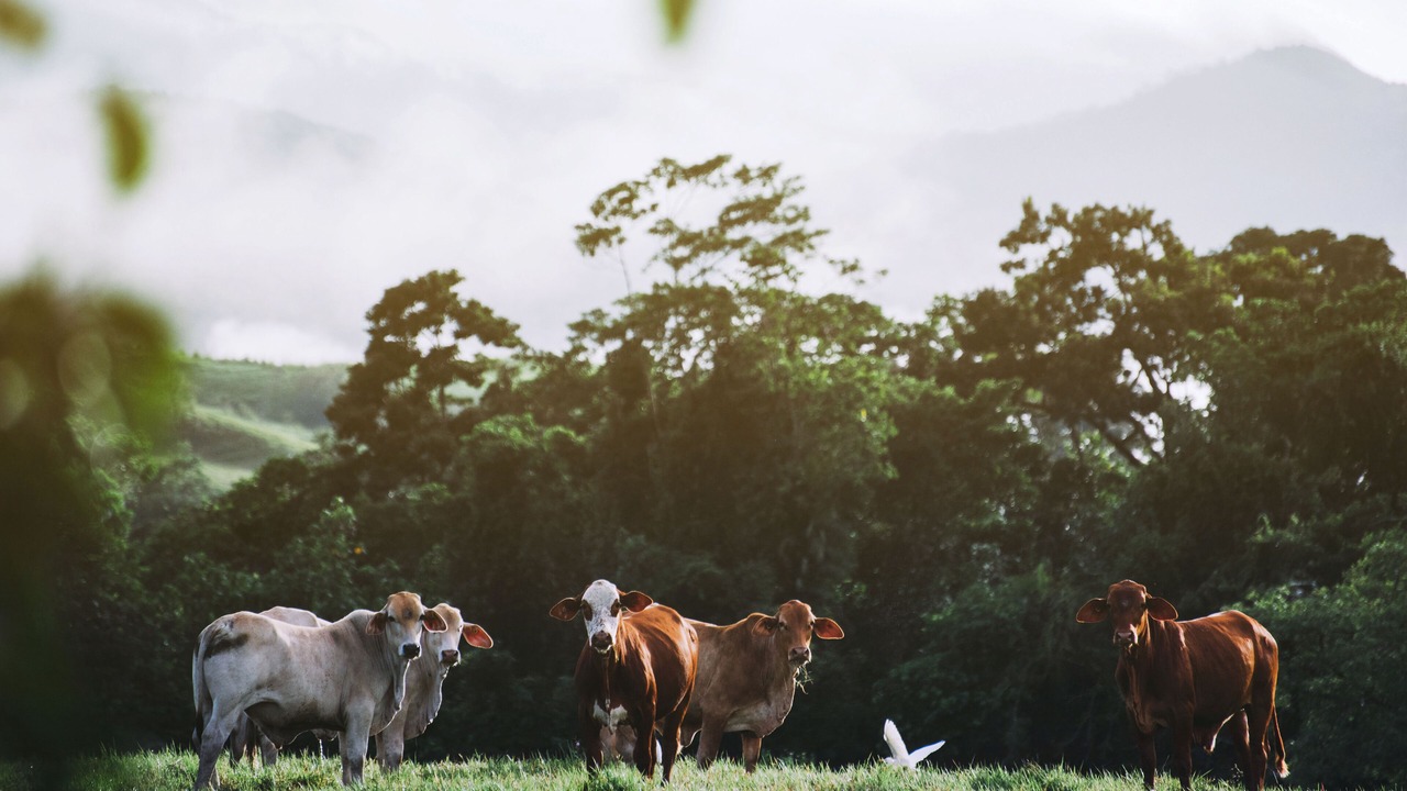 Photo of Others in Lower Daintree