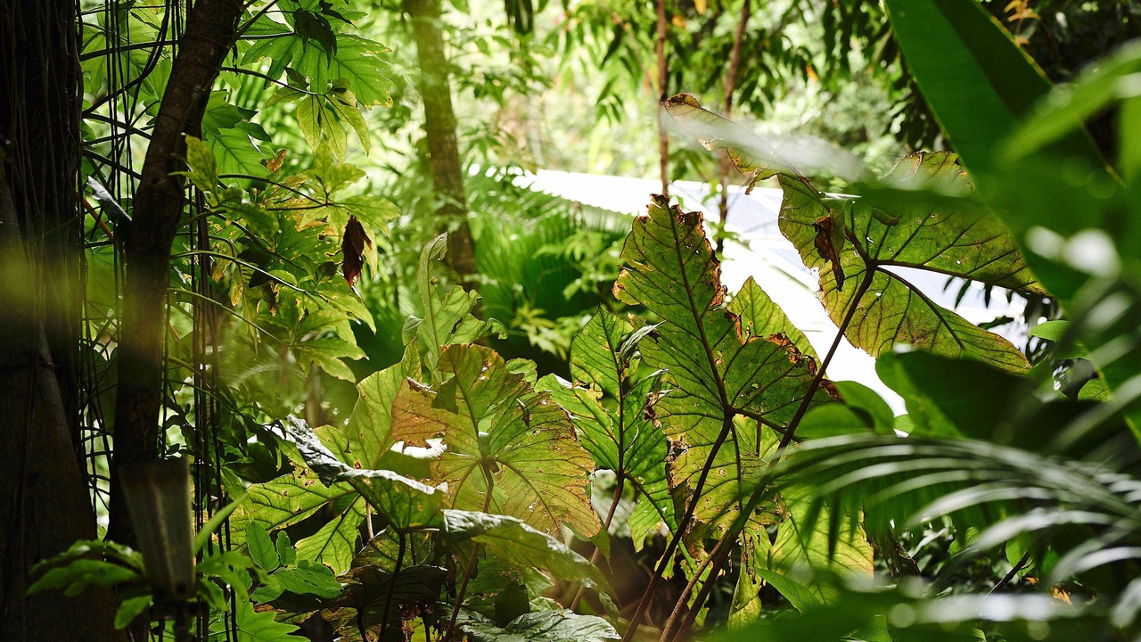 Photo of Outdoor in Lower Daintree
