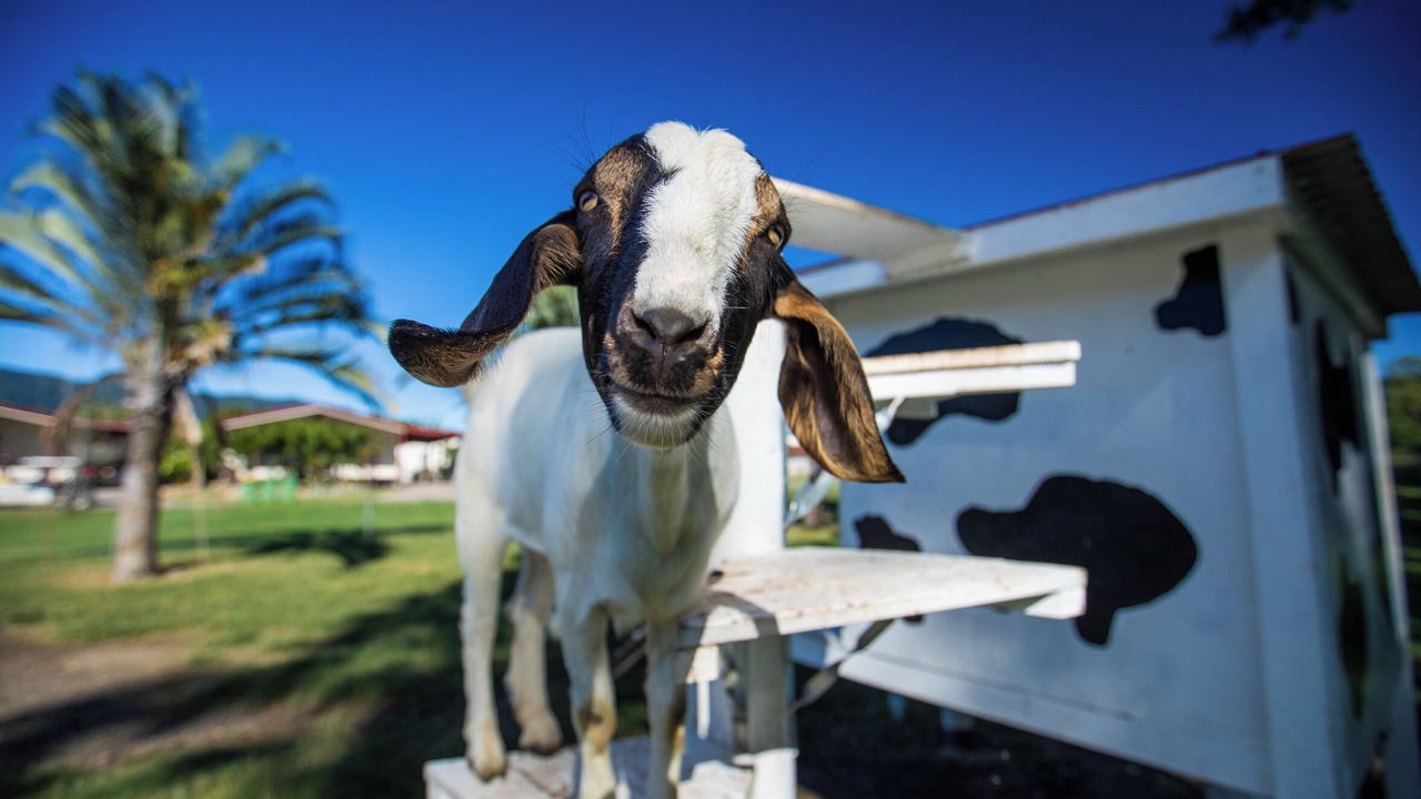 Photo of Others in Cannonvale