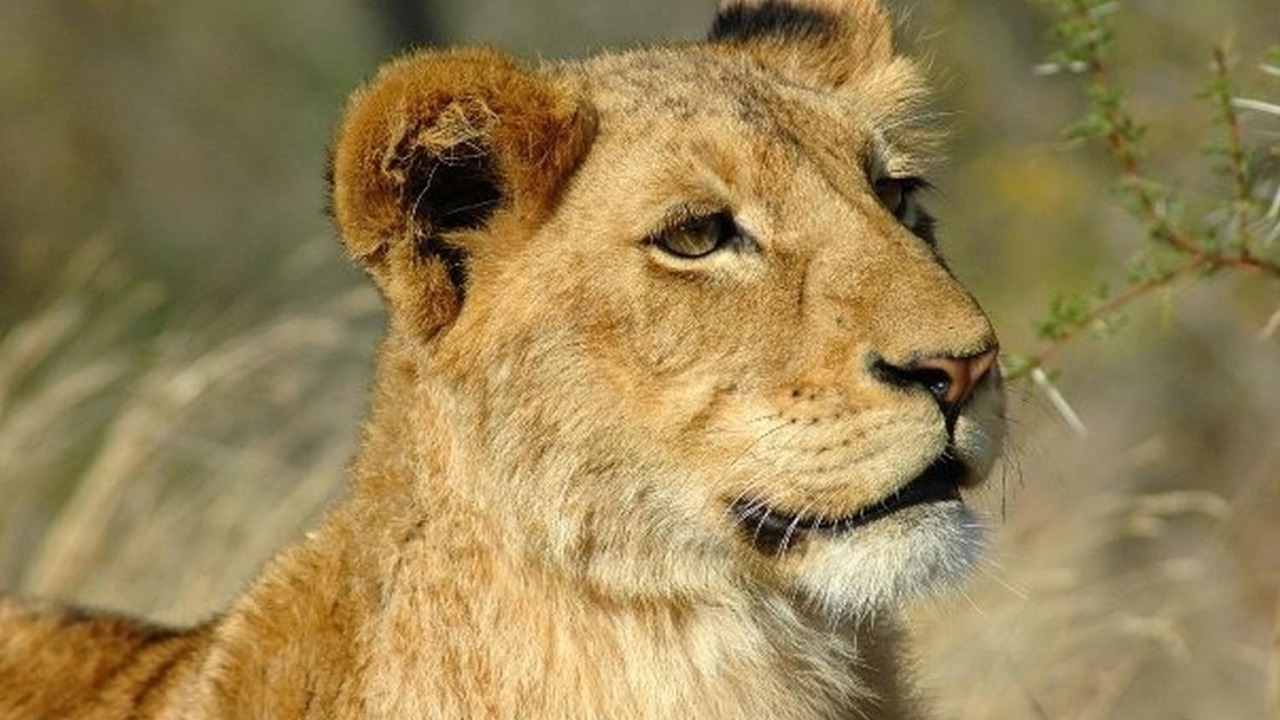 Photo of Others in Thorny Bush Game Reserve