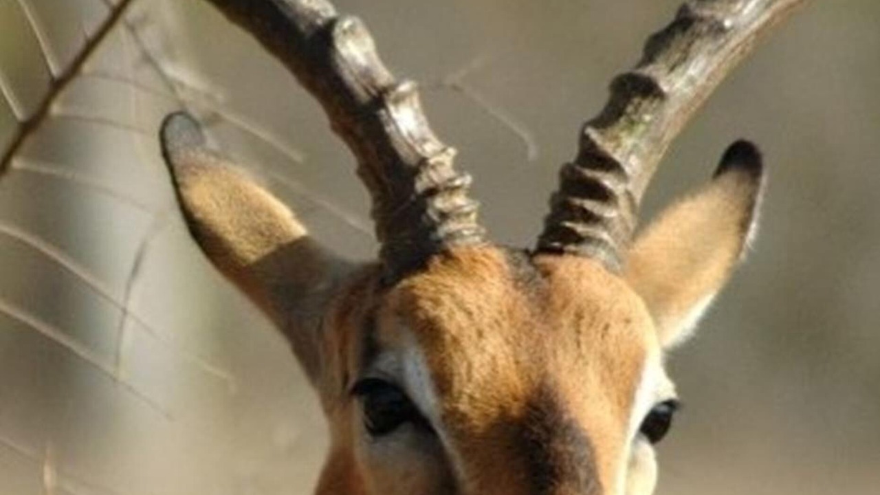Photo of Others in Thorny Bush Game Reserve
