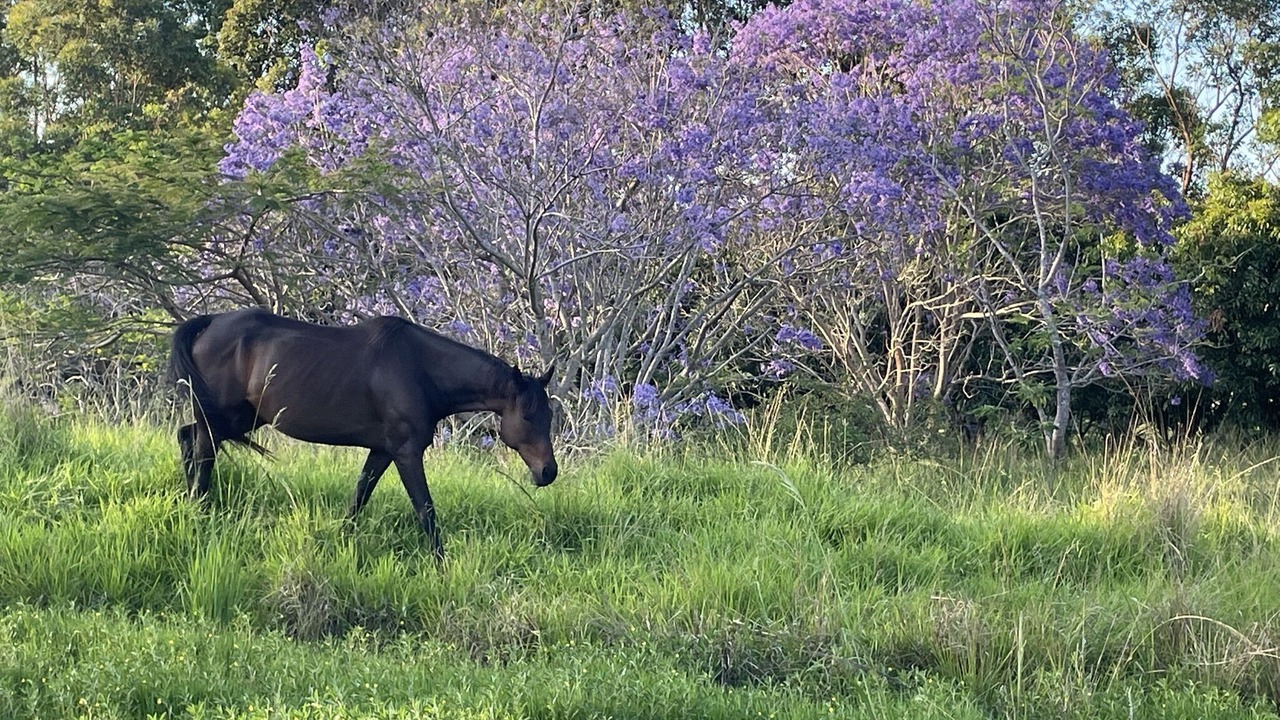 Photo of Others in Shire of Cooloola