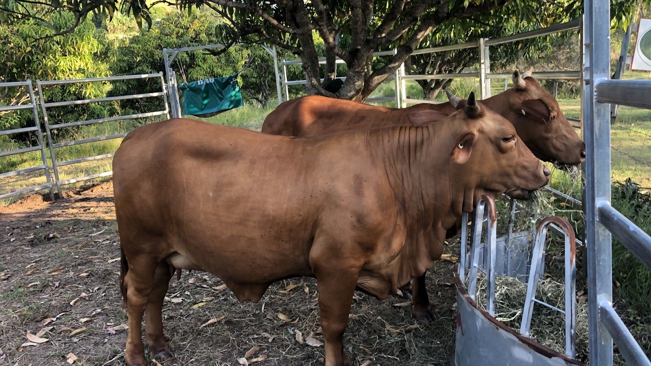 Photo of Others in Shire of Cooloola
