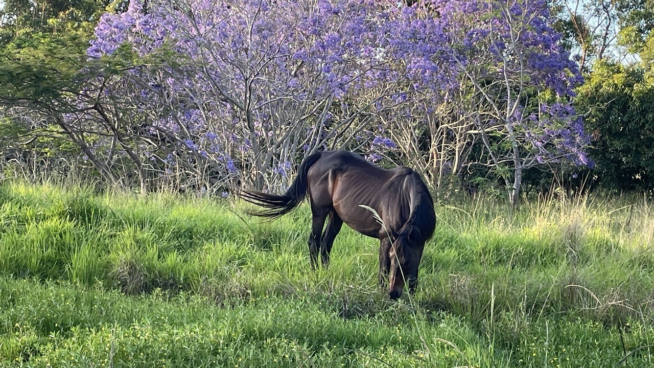 Photo of Outdoor in Shire of Cooloola