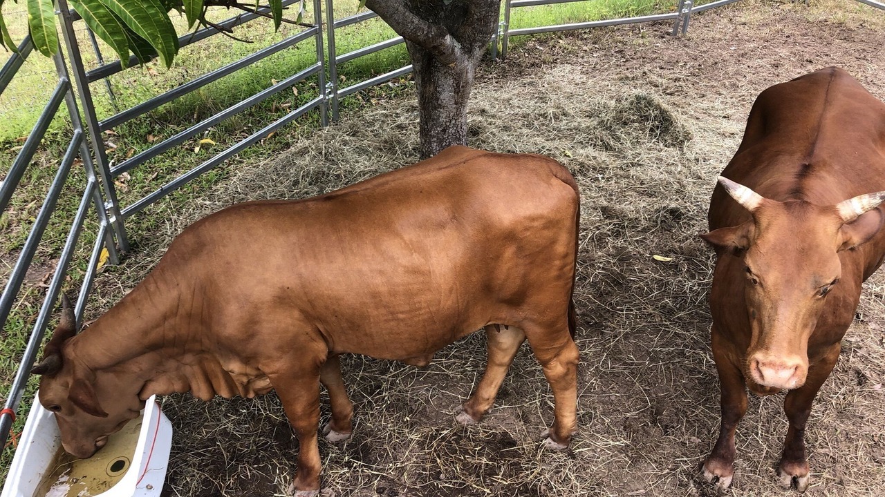 Photo of Others in Shire of Cooloola