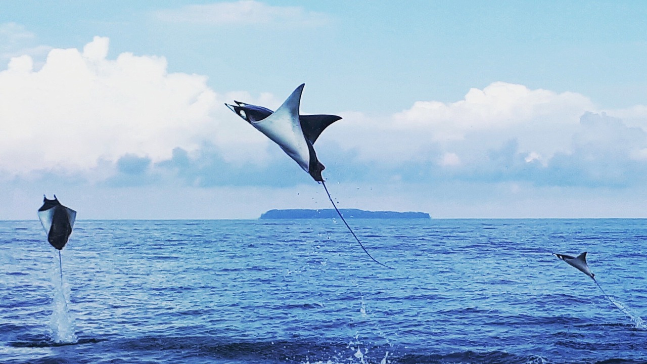 Photo of Others in Drake Bay