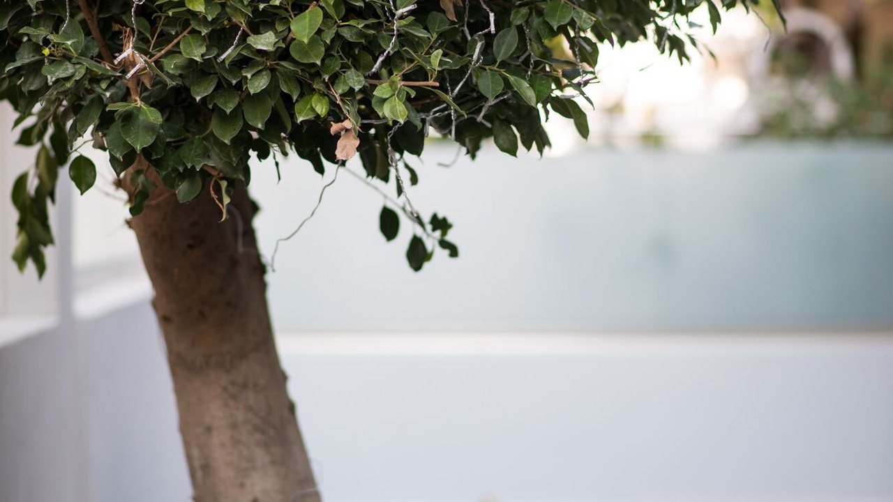 Photo of Outdoor in Alimos