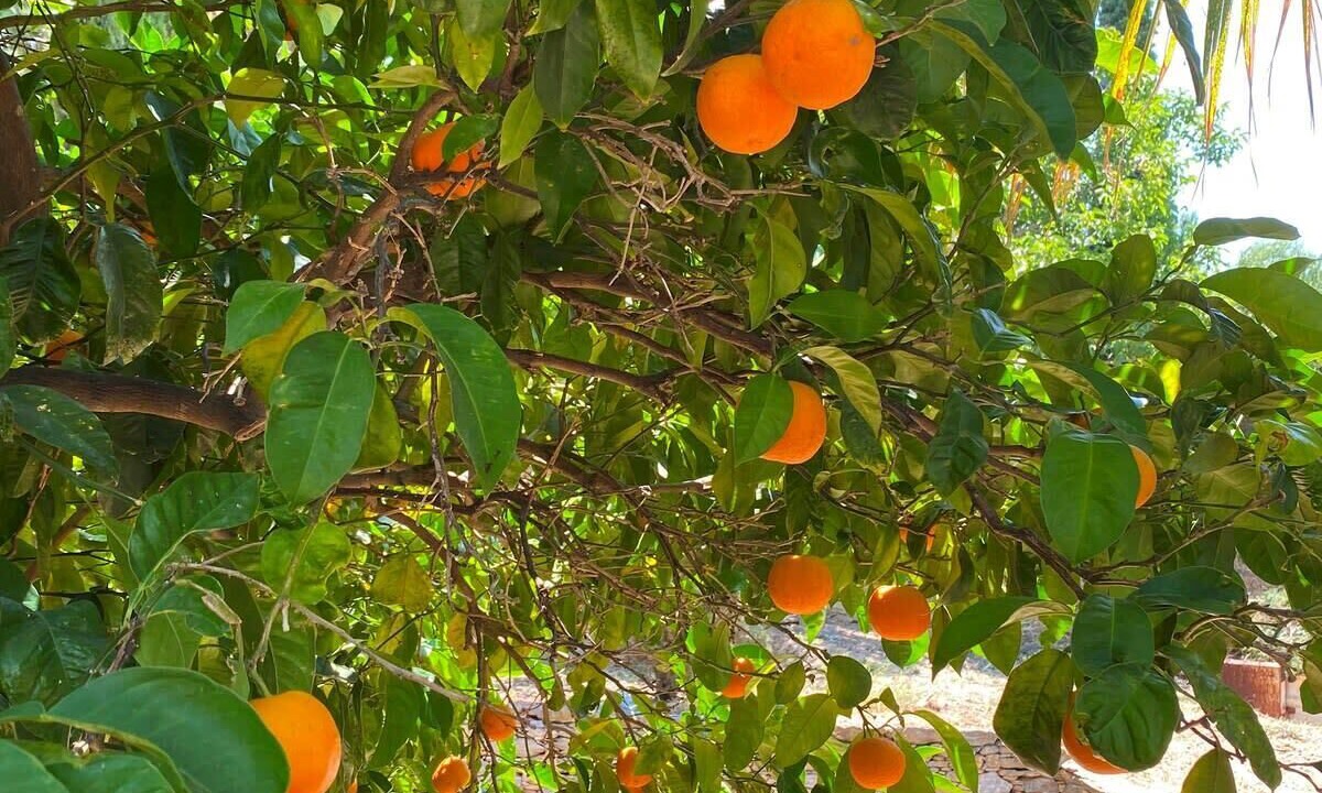 Photo of Outdoor in Karystos