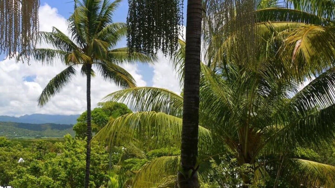 Photo of Others in Port Douglas