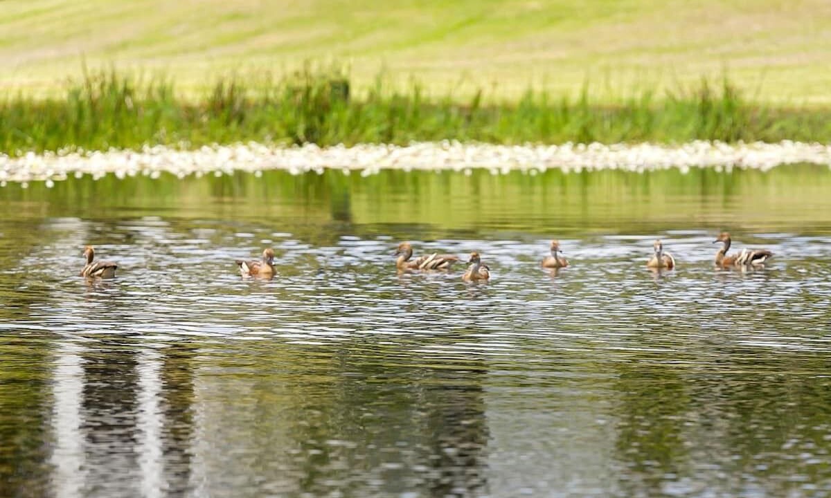Photo of Others in North Arm