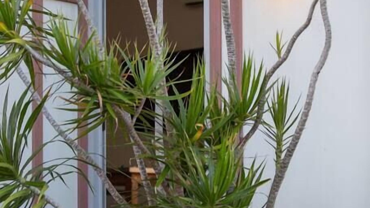 Photo of Outdoor in Currumbin
