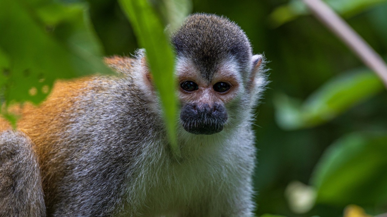 Photo of Others in Manuel Antonio