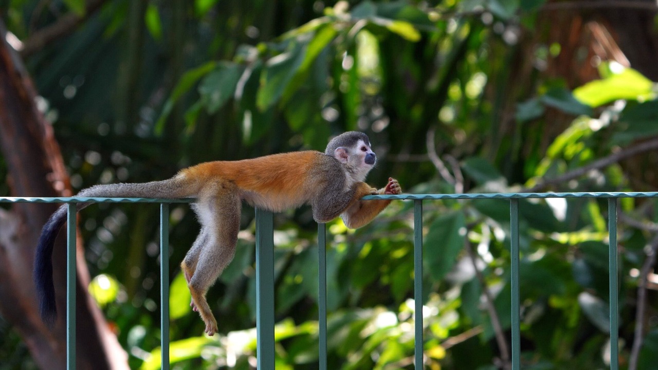 Photo of Others in Parrita