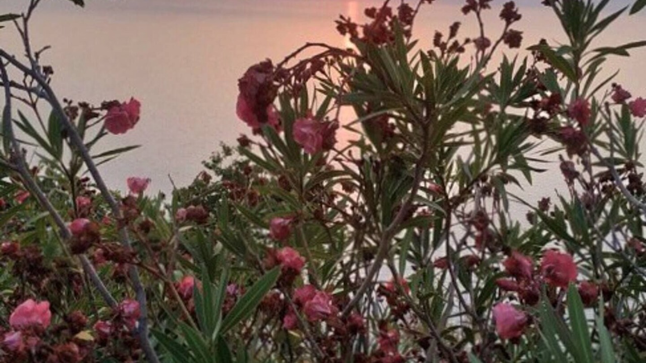 Photo of Outdoor in Kalamitsi