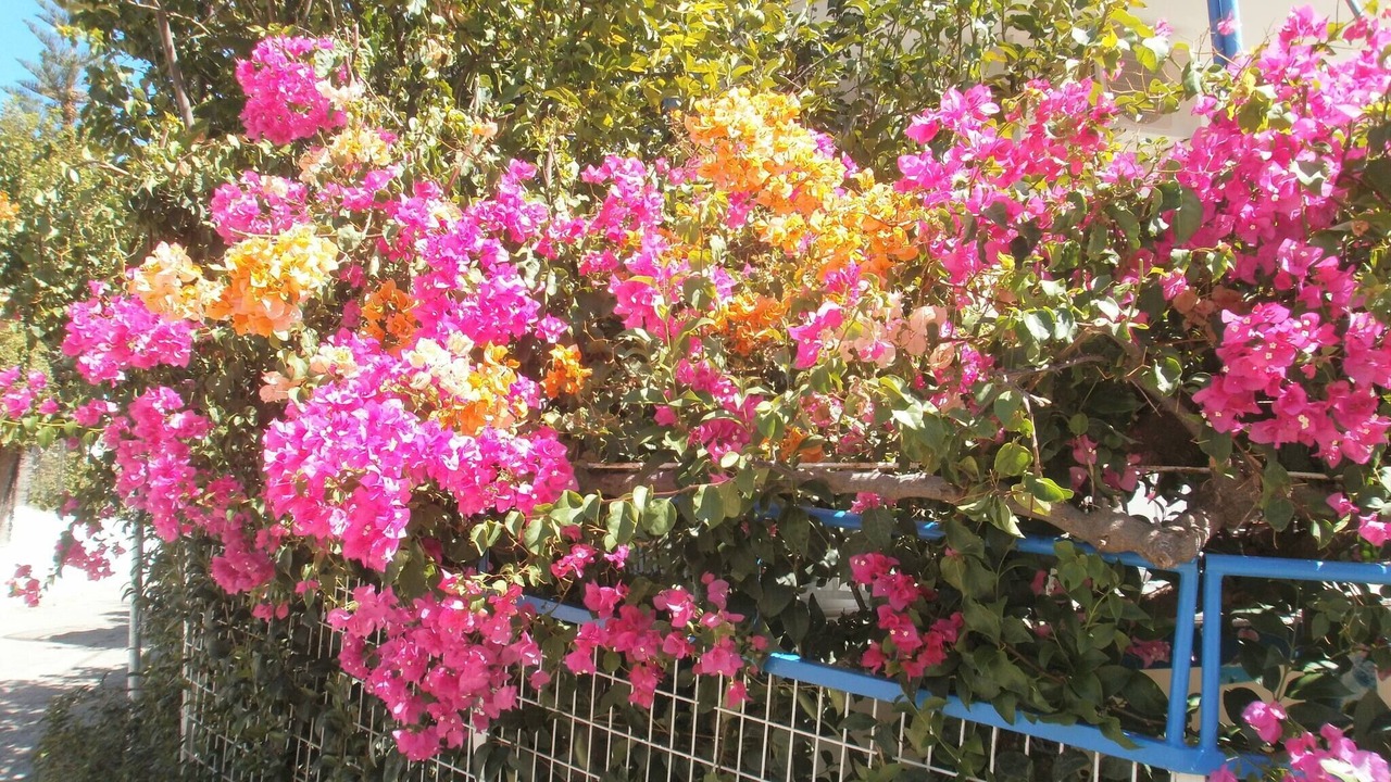 Photo of Outdoor in Kefalari