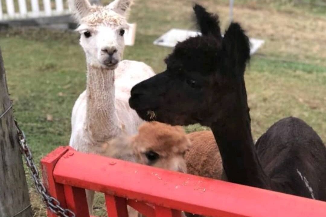 Photo of Others in Austinville