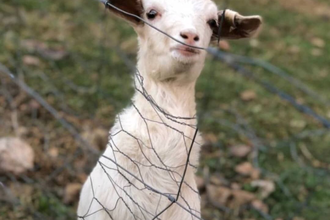 Photo of Others in Austinville