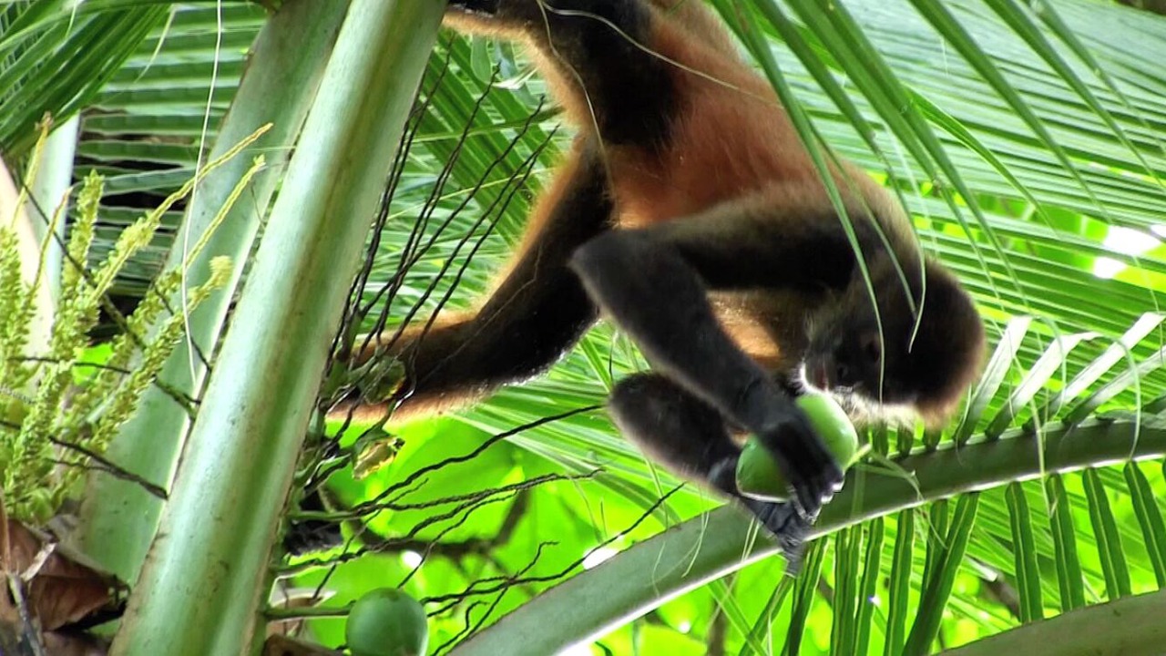 Photo of Others in Puerto Jimenez